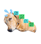 愛犬♡なみちゃん（個別スタンプ：8）