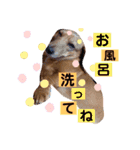 愛犬♡なみちゃん（個別スタンプ：11）