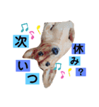 愛犬♡なみちゃん（個別スタンプ：12）