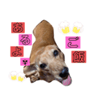 愛犬♡なみちゃん（個別スタンプ：13）