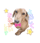 愛犬♡なみちゃん（個別スタンプ：16）