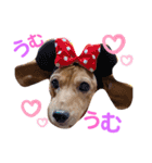 愛犬♡なみちゃん（個別スタンプ：17）