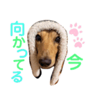 愛犬♡なみちゃん（個別スタンプ：18）