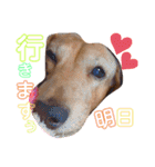 愛犬♡なみちゃん（個別スタンプ：19）