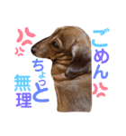 愛犬♡なみちゃん（個別スタンプ：20）