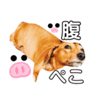 愛犬♡なみちゃん（個別スタンプ：21）