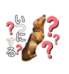 愛犬♡なみちゃん（個別スタンプ：23）