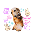 愛犬♡なみちゃん（個別スタンプ：24）