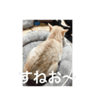 ちびにゃん。（個別スタンプ：4）