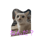ちびにゃん。（個別スタンプ：7）
