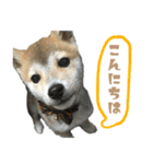 豆柴ひなたの毎日使えるスタンプ（個別スタンプ：2）