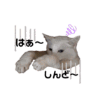 onekoさま ②（個別スタンプ：16）