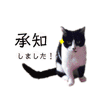 onekoさま ②（個別スタンプ：30）
