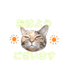 onekoさま ②（個別スタンプ：35）