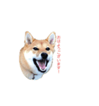 柴犬ノキちゃん。（個別スタンプ：1）