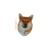柴犬ノキちゃん。（個別スタンプ：2）