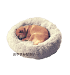 柴犬ノキちゃん。（個別スタンプ：3）