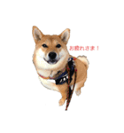 柴犬ノキちゃん。（個別スタンプ：4）