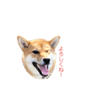 柴犬ノキちゃん。（個別スタンプ：5）
