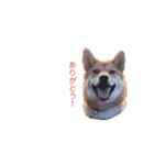 柴犬ノキちゃん。（個別スタンプ：6）