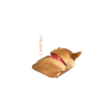 柴犬ノキちゃん。（個別スタンプ：7）