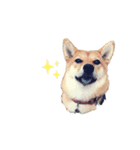 柴犬ノキちゃん。（個別スタンプ：8）
