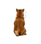 柴犬ノキちゃん。（個別スタンプ：11）