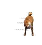 柴犬ノキちゃん。（個別スタンプ：12）