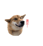 柴犬ノキちゃん。（個別スタンプ：13）