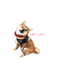 柴犬ノキちゃん。（個別スタンプ：15）