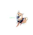 柴犬ノキちゃん。（個別スタンプ：16）