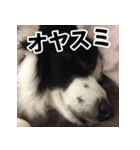 可笑しなはしも（個別スタンプ：8）