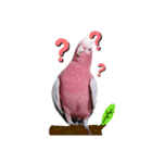 モモイロインコのミルキー（個別スタンプ：1）