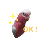 モモイロインコのミルキー（個別スタンプ：2）