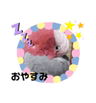 モモイロインコのミルキー（個別スタンプ：3）