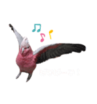 モモイロインコのミルキー（個別スタンプ：4）