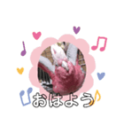 モモイロインコのミルキー（個別スタンプ：5）