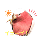 モモイロインコのミルキー（個別スタンプ：7）