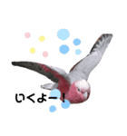 モモイロインコのミルキー（個別スタンプ：8）