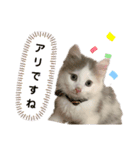 サイベリアン のあ（個別スタンプ：5）