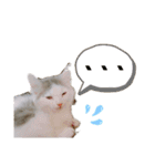 サイベリアン のあ（個別スタンプ：8）