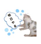 サイベリアン のあ（個別スタンプ：11）