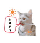サイベリアン のあ（個別スタンプ：14）