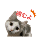 サイベリアン のあ（個別スタンプ：15）