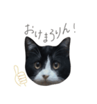 どんどん成長してきたペク（個別スタンプ：1）
