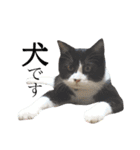 どんどん成長してきたペク（個別スタンプ：3）
