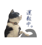 どんどん成長してきたペク（個別スタンプ：10）