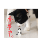 どんどん成長してきたペク（個別スタンプ：11）