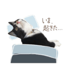どんどん成長してきたペク（個別スタンプ：13）