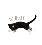 どんどん成長してきたペク（個別スタンプ：15）